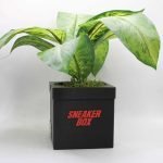 Sneakers Box Planter Pot for indoor with Drainage hole